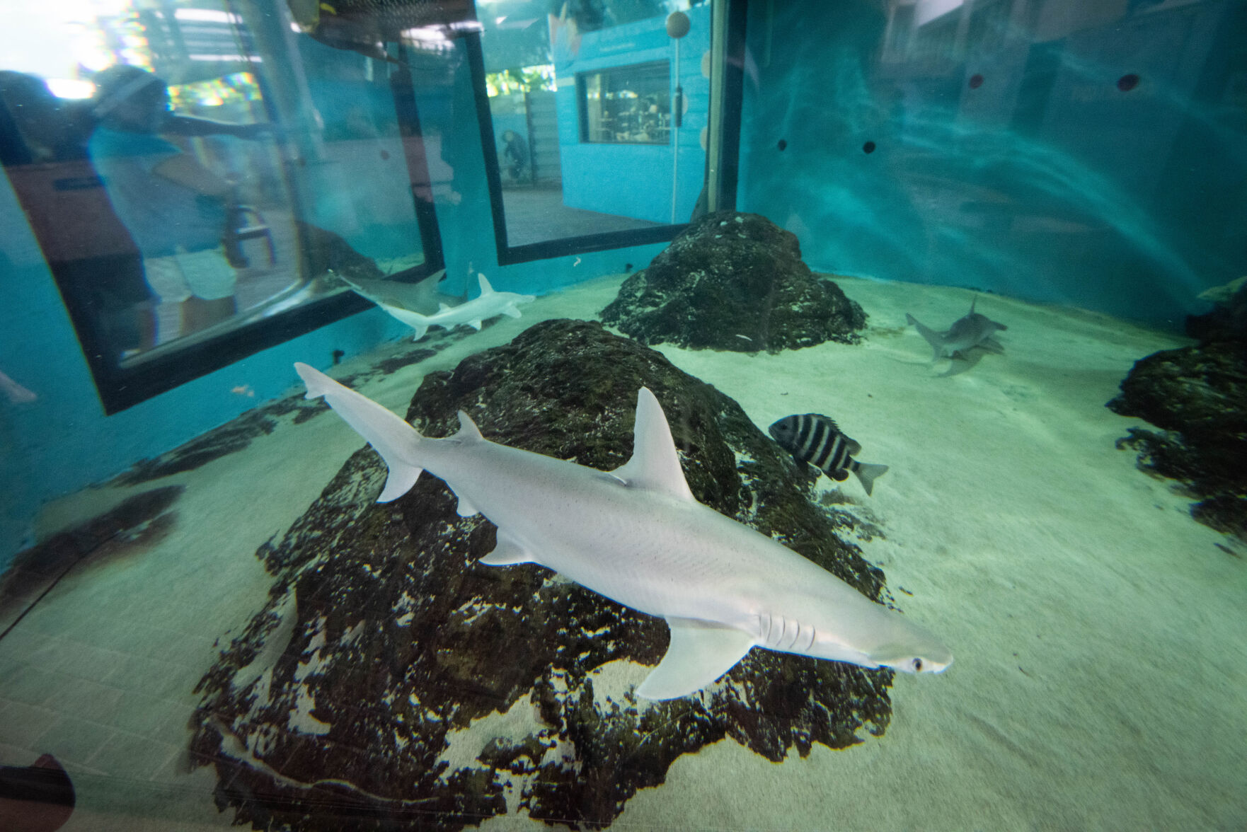 Sharks at Mote
